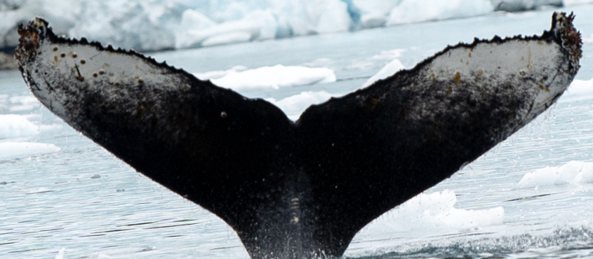 Fluke of HW-MN1303732