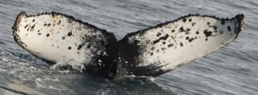 Fluke of HW-MN1303740