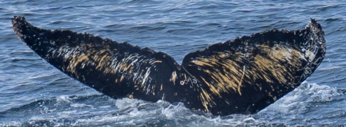 Fluke of HW-MN1303746
