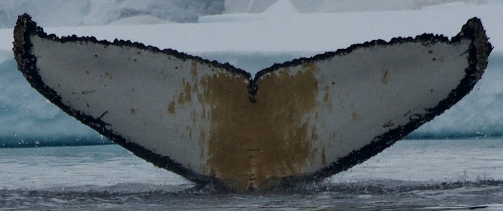 Fluke of XJTLU-AS-1 (Antarctica)