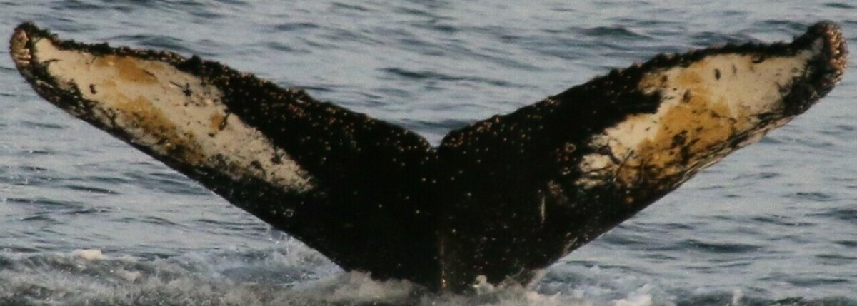 Fluke of HW-MN1303769