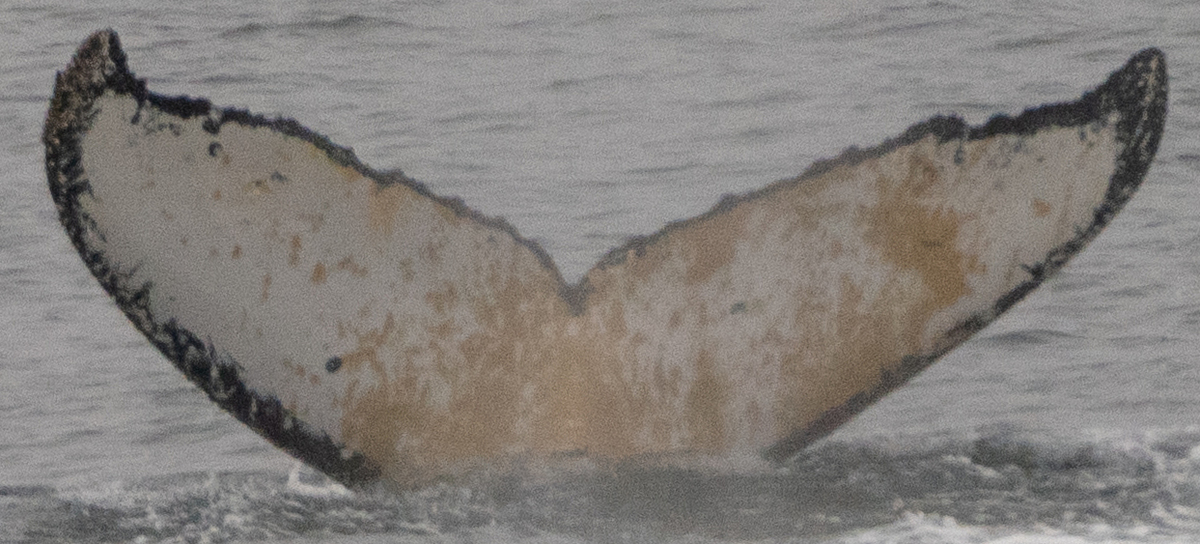 Fluke of HW-MN1303780
