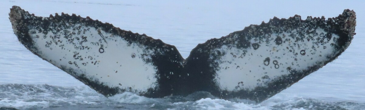 Fluke of HW-MN1303783