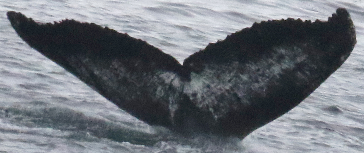 Fluke of ZhuangZhuang (Antarctica)