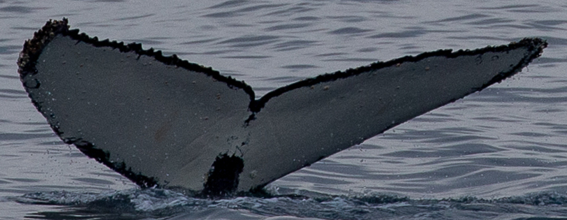 Fluke of HW-MN1303798