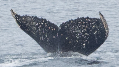 Fluke of Boris Mikhalych (Antarctica)