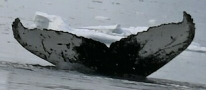 Fluke of Karlyah (Antarctica)