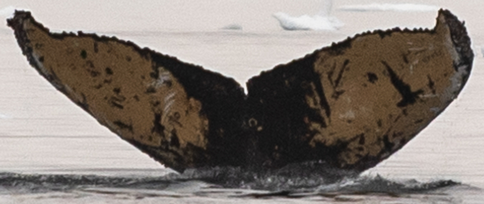 Fluke of HW-MN1303806