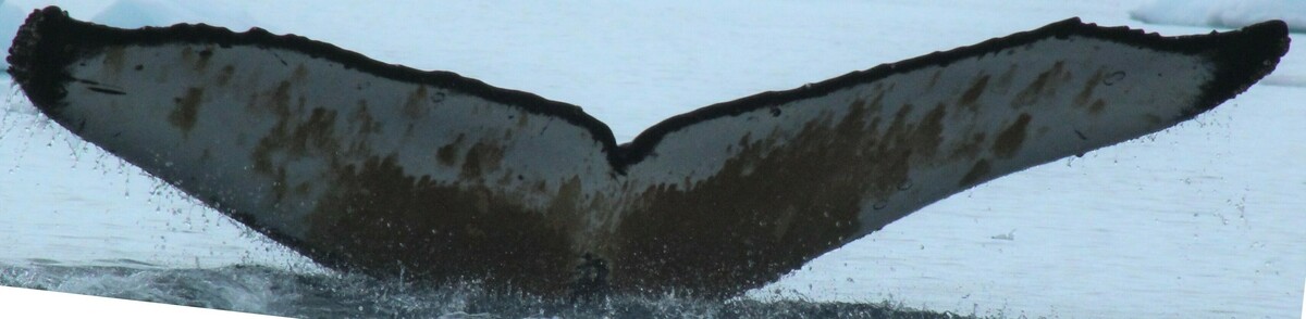 Fluke of HW-MN1303818
