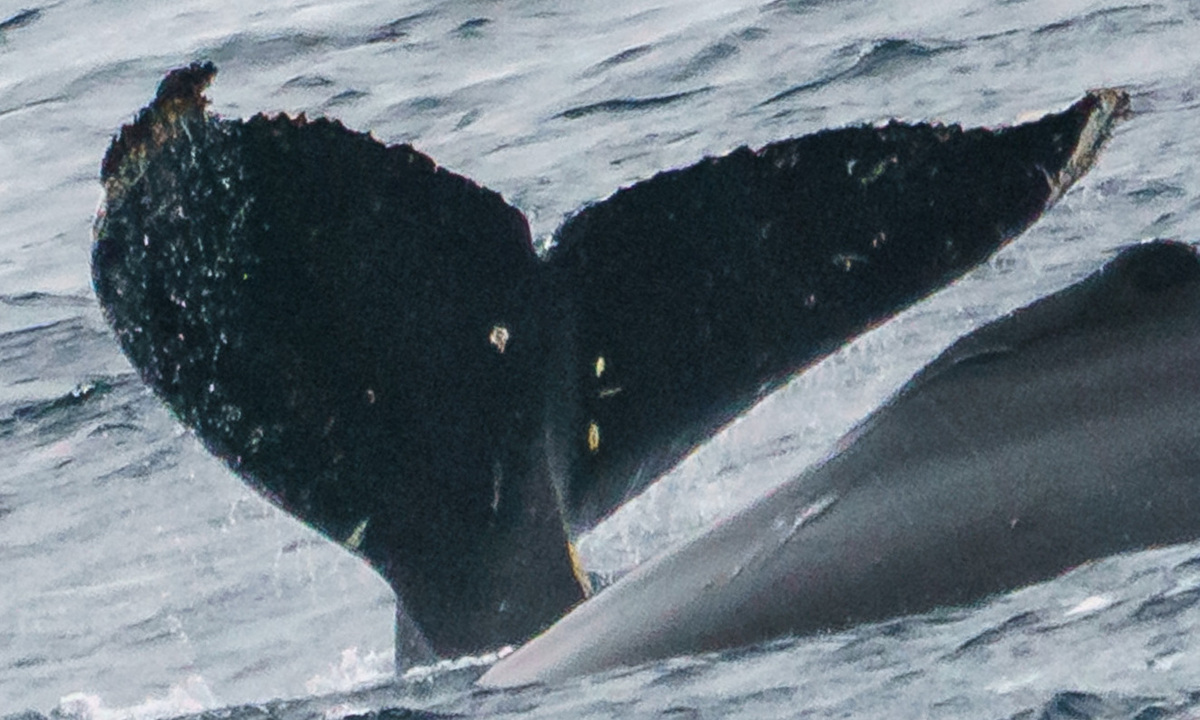 Fluke of HW-MN1303821