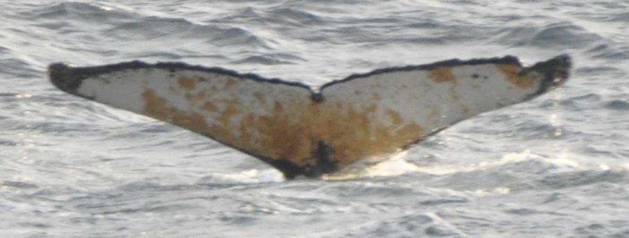 Fluke of Natilla (Ecuador)