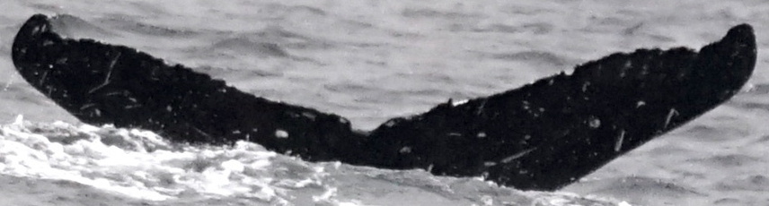 Fluke of SEAK-5495