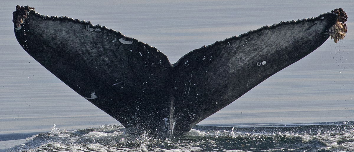 Fluke of Guano (Northern BC)