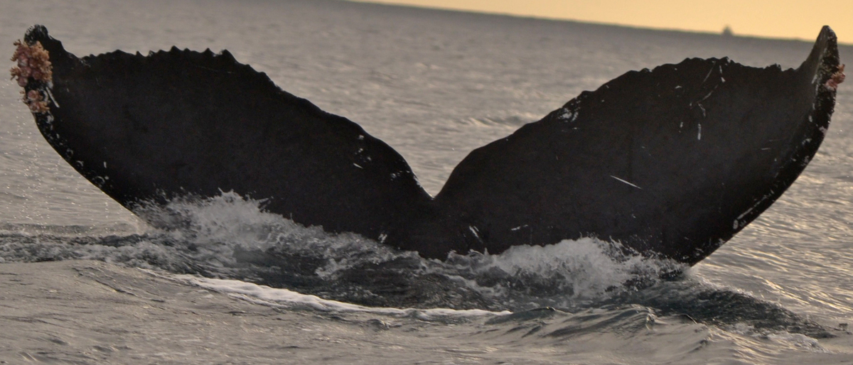 Fluke of CRC-12394
