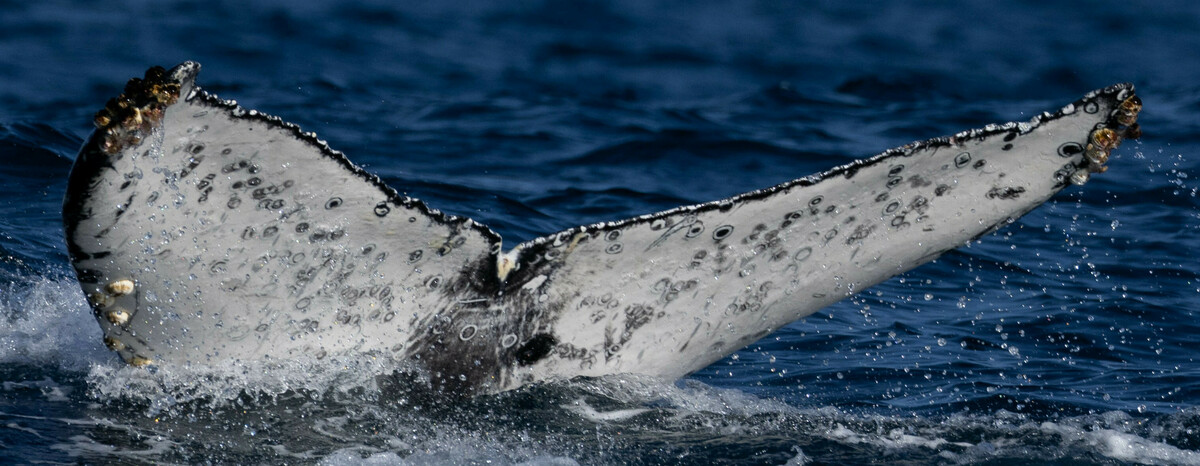 Fluke of The Duchess of Anchovy (Bling Pod)