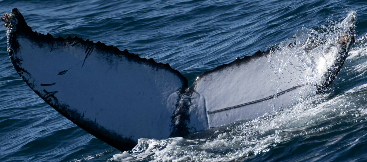 Fluke of CRC-20605