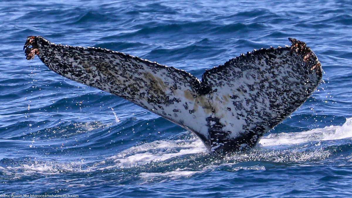 Fluke of CRC-20606