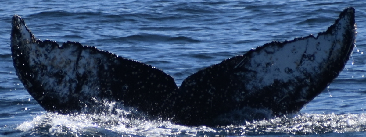 Fluke of CRC-20609
