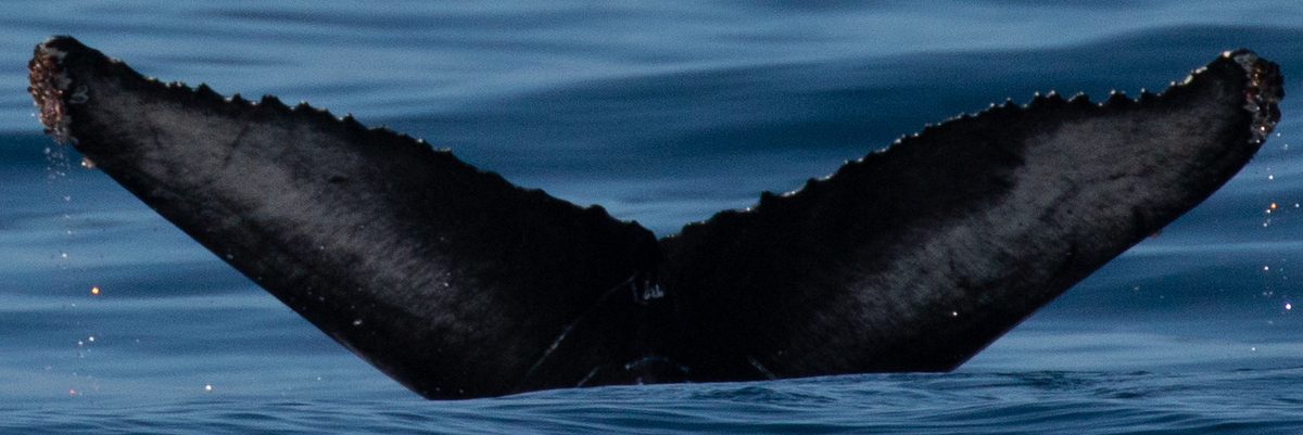 Fluke of CRC-20374