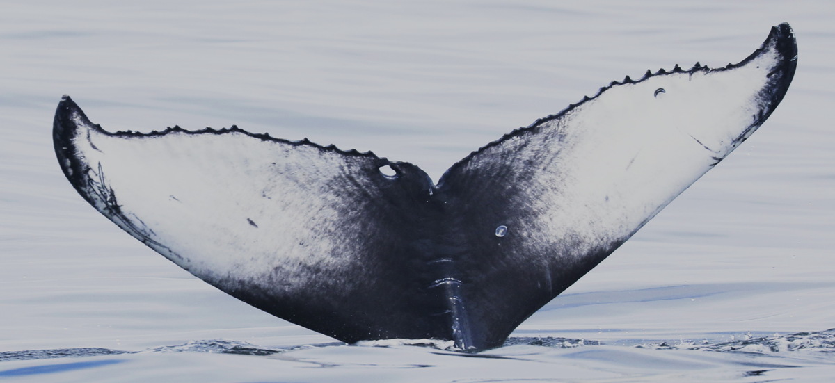 Fluke of CRC-19681
