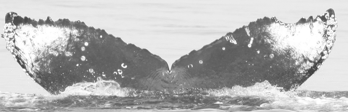 Fluke of CRC-15475