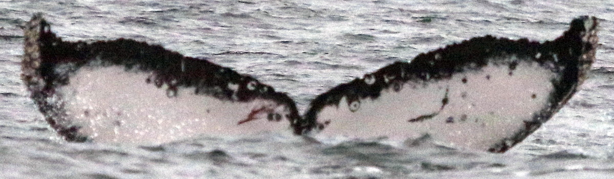 Fluke of CRC-19588