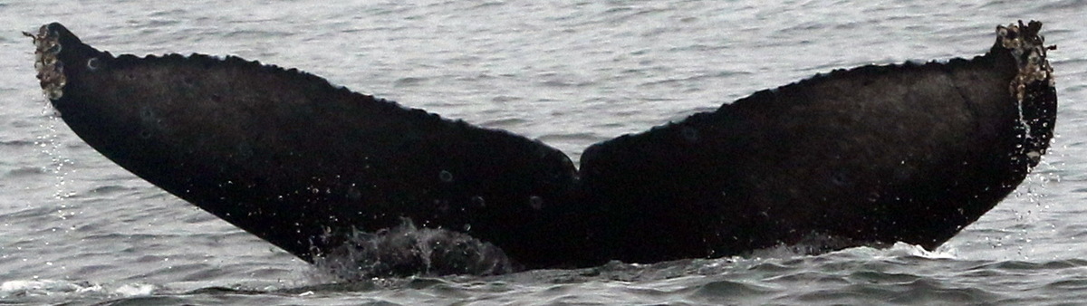 Fluke of CRC-19578