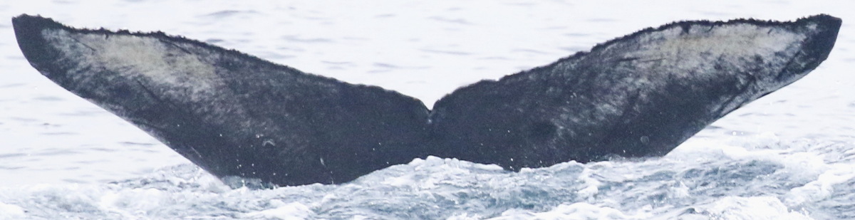 Fluke of Tako (Salish Sea)