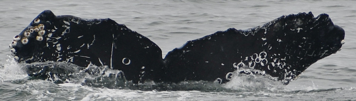 Fluke of CRC-19597
