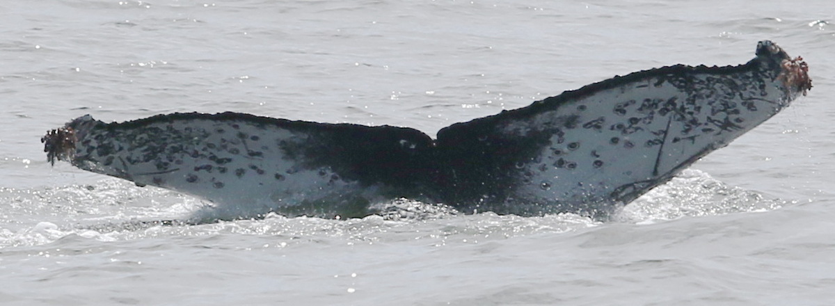 Fluke of CRC-19664