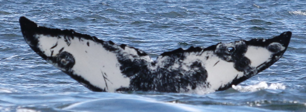 Fluke of Palette (BC)