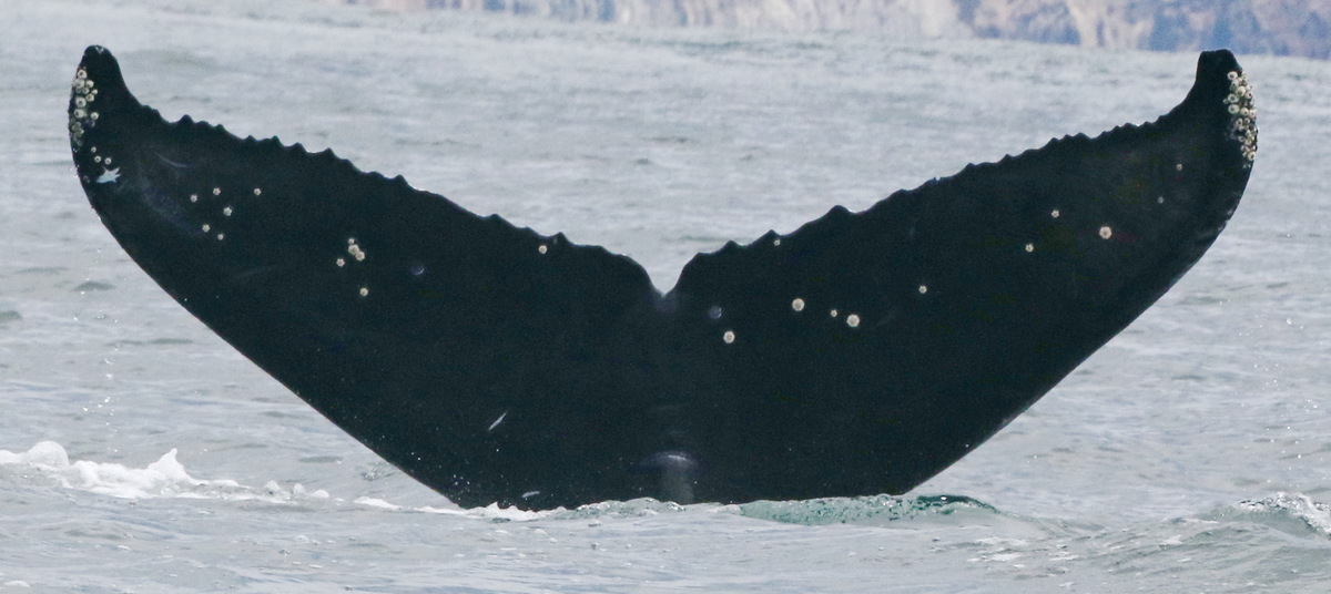 Fluke of CRC-19656