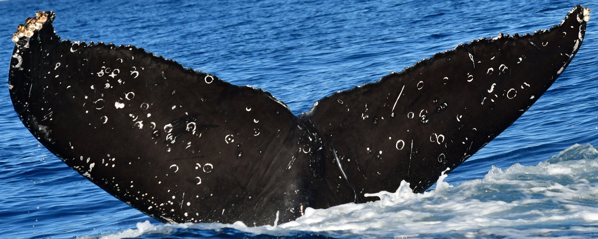 Fluke of HW-MN0522881