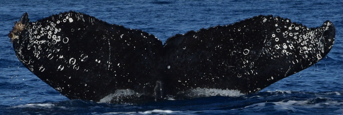 Fluke of HW-MN0522888