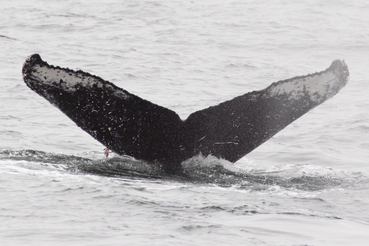 Fluke of CRC-20616