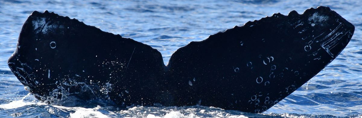 Fluke of CRC-21372