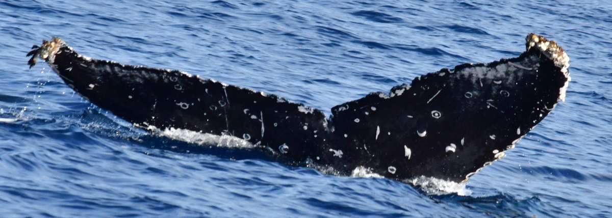 Fluke of HW-MN0522902