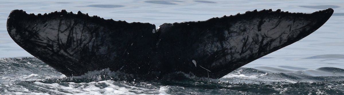 Fluke of CRC-20862
