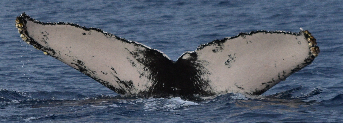 Fluke of CRC-21079