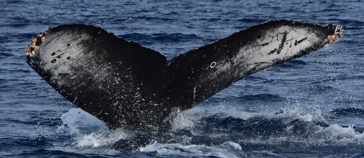 Fluke of CRC-20845