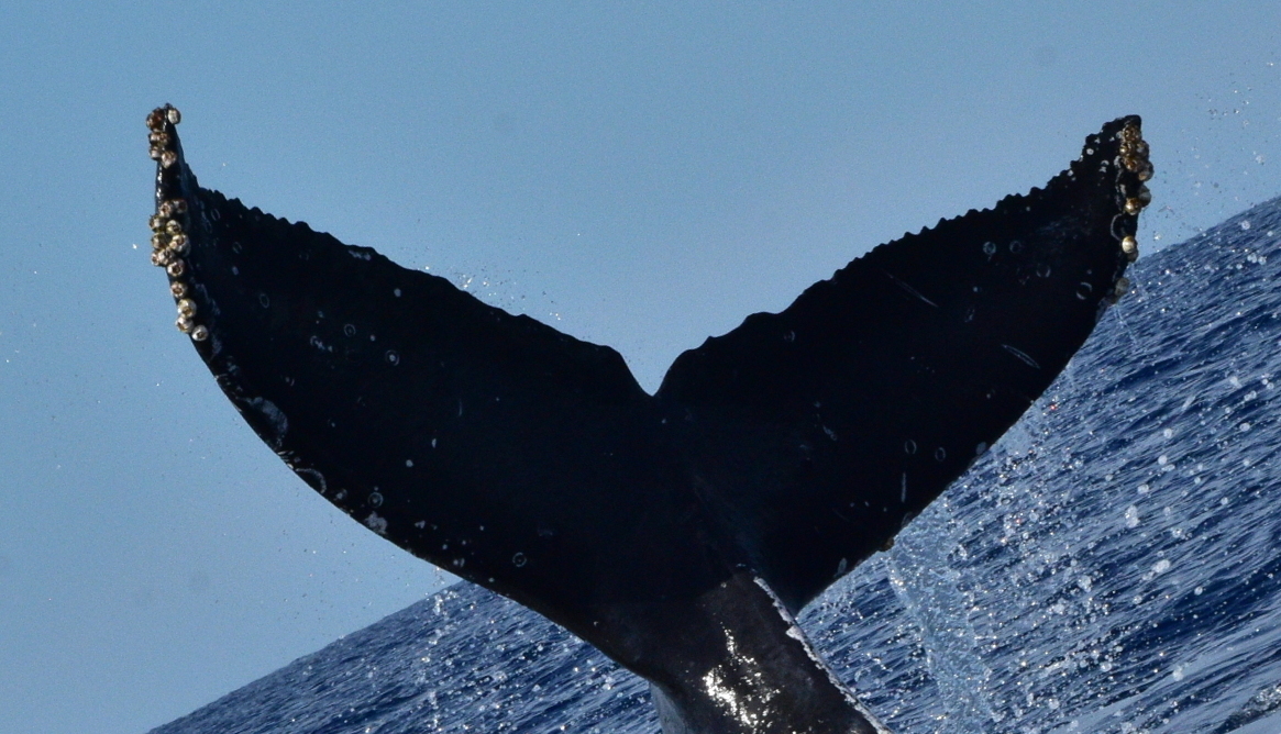 Fluke of HW-MN0522916
