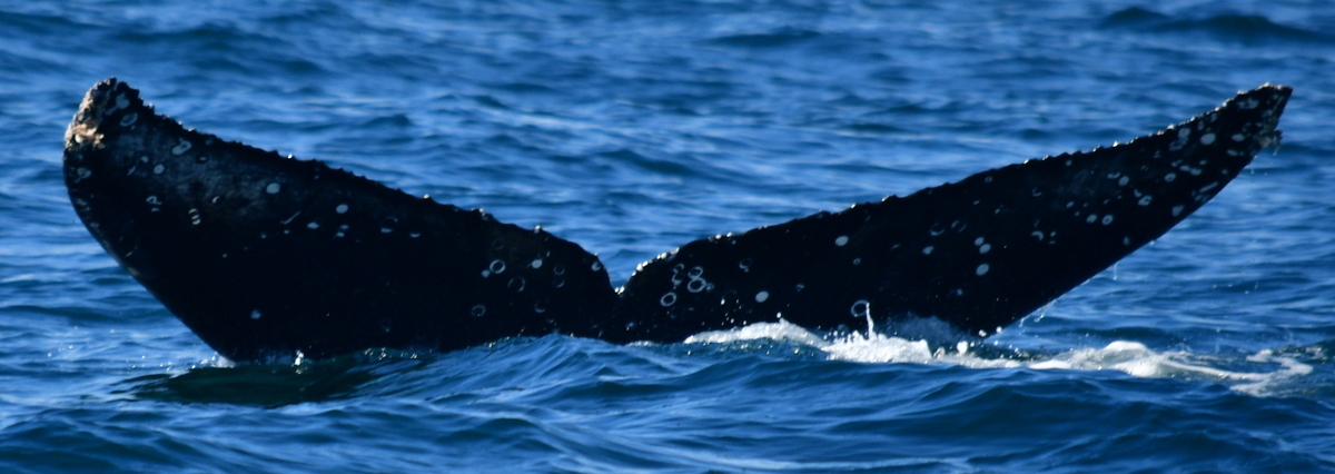 Fluke of HW-MN0522917