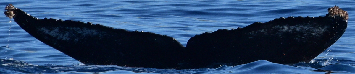 Fluke of HW-MN0522918