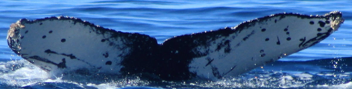 Fluke of HW-MN0522922