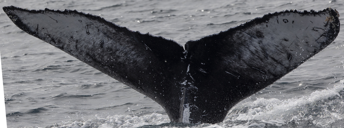 Fluke of CRC-22231