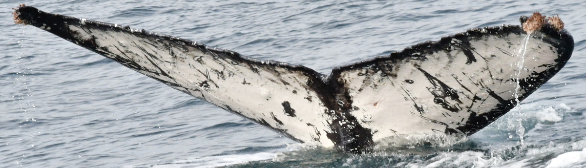 Fluke of HW-MN0522927
