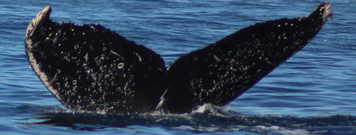 Fluke of CRC-20618