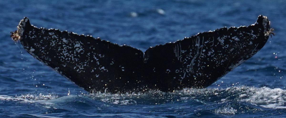 Fluke of HW-MN0522942