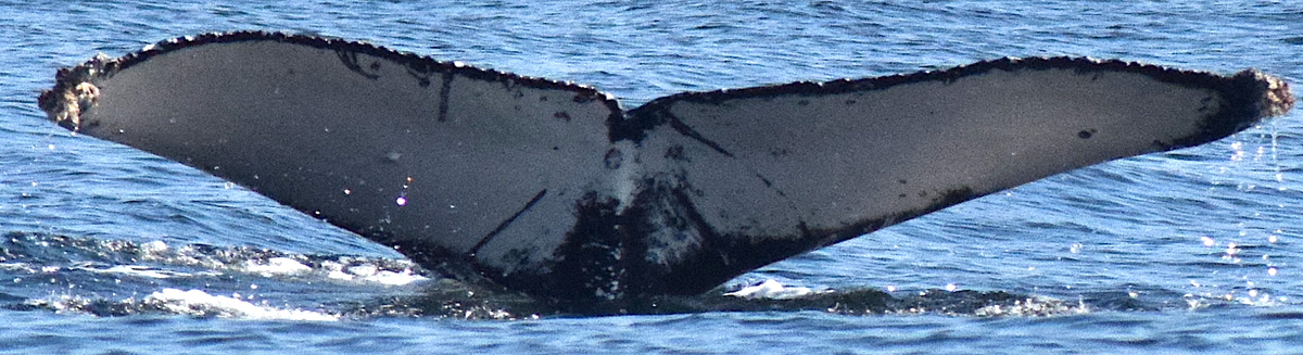 Fluke of Marieta 1 (ECOBAC)