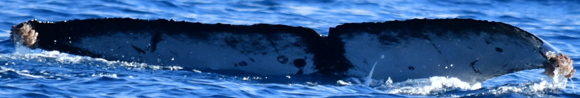 Fluke of CRC-20332